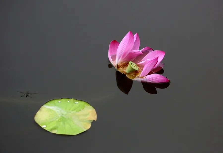 课文荷花主要内容（荷花三年级下册课文解析）