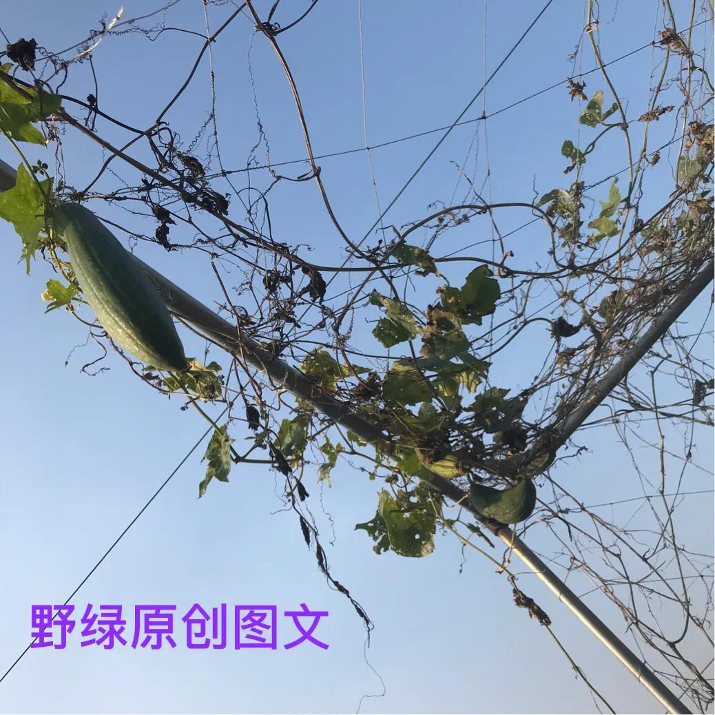 关于的现代诗歌（以青春意象写一首诗歌）