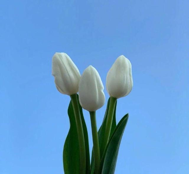 中秋节搞笑短信祝福语（关于中秋节的传说）