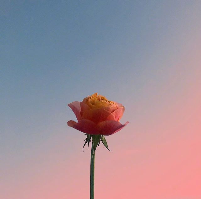 七夕情话句子说说（简短最浪漫的表白文案短句）