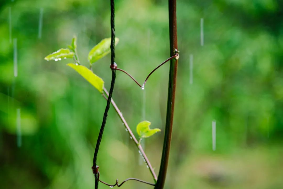 关于雨的诗有哪些（描写雨景的古诗词欣赏）