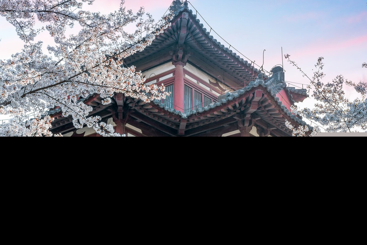 描写樱花的诗句有什么（赞美樱花的诗句欣赏）