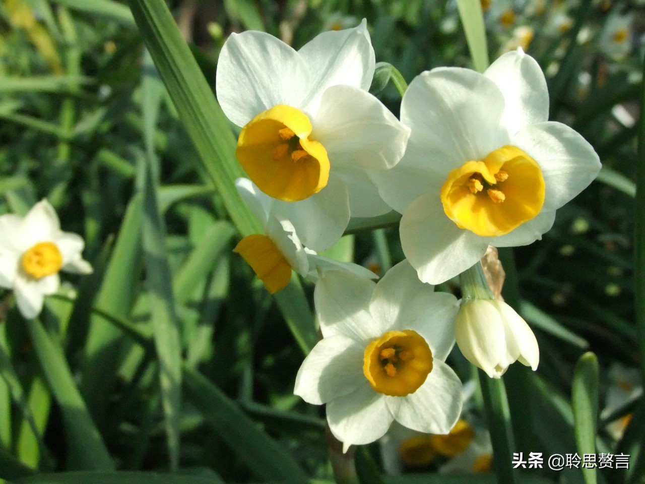 水仙花的诗歌有什么（描写水仙花的古诗）