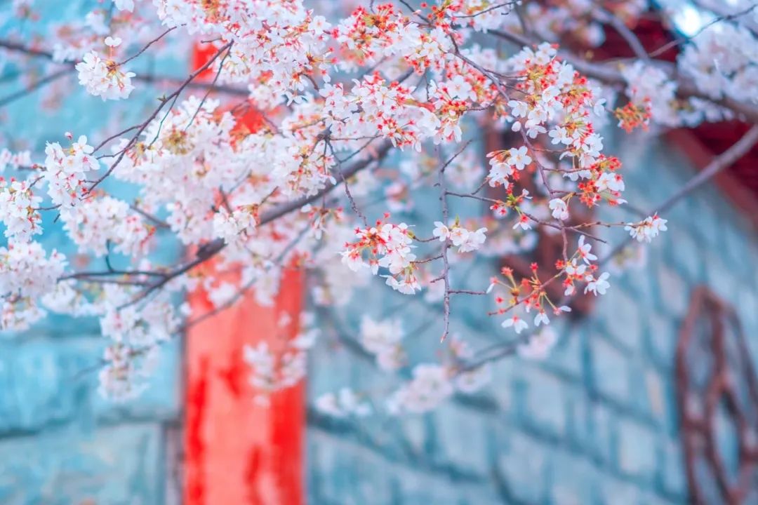 关于春花的诗句有哪些（赞美花的优美诗句）