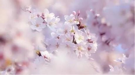 描写春天的句子摘抄（关于春天的句子唯美短句）