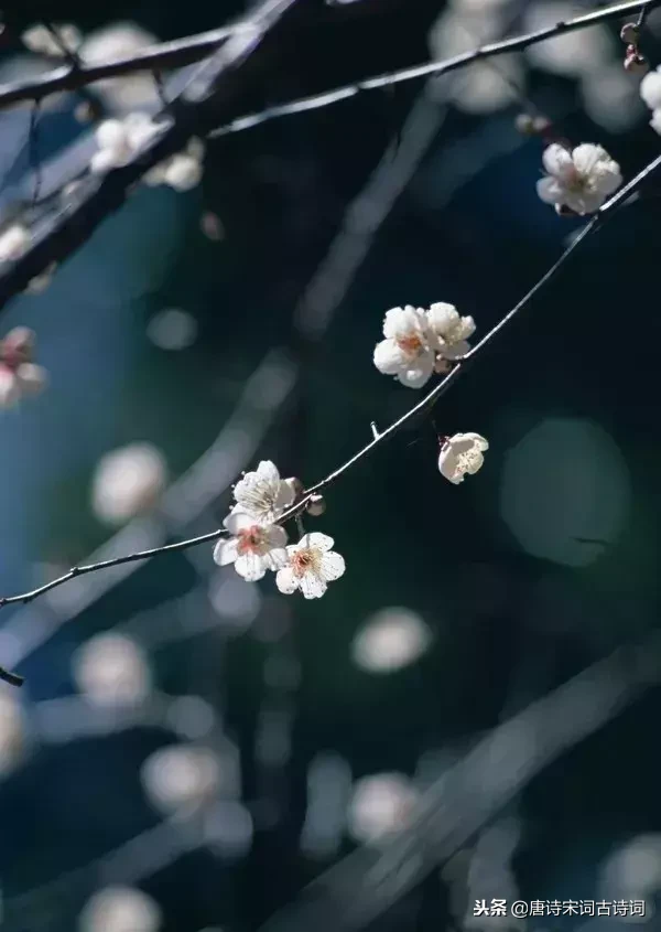写梅花的诗句古诗（赞美梅花的诗句赏析）