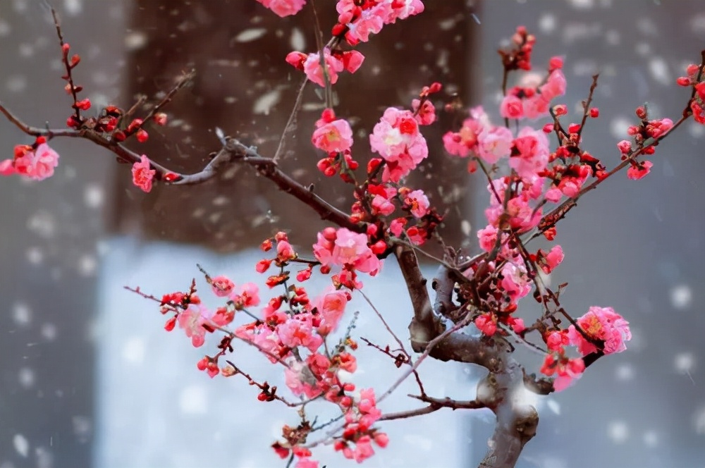 赞美雪的句子简短（关于下雪的诗词欣赏）