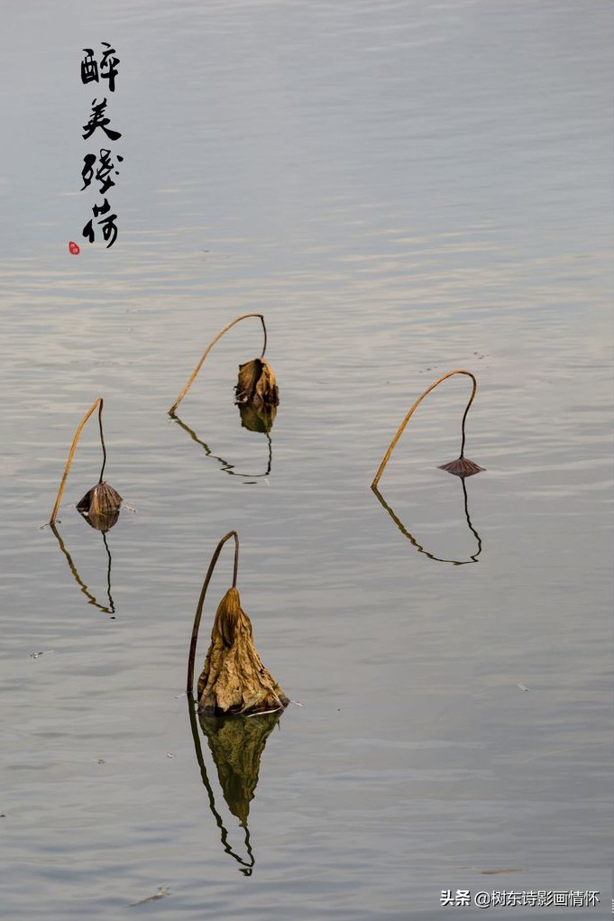 若耶溪傍采莲女（原文赏析及翻译）
