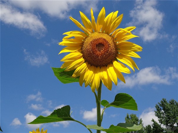 五一劳动节祝福短信（劳动节的意义）