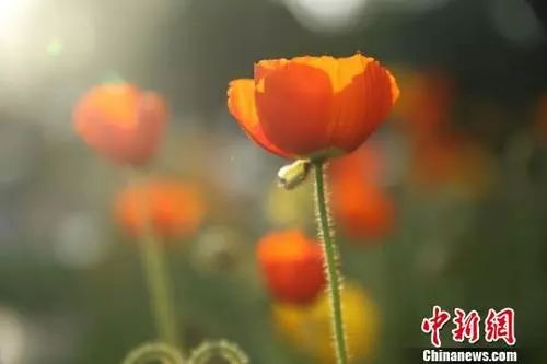 五花八门的意思是指什么（五花八门的意思和造句）