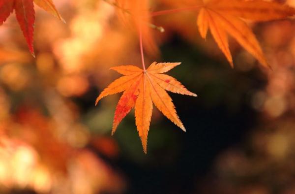 关于节气的古诗有什么（含有节气的古诗鉴赏）