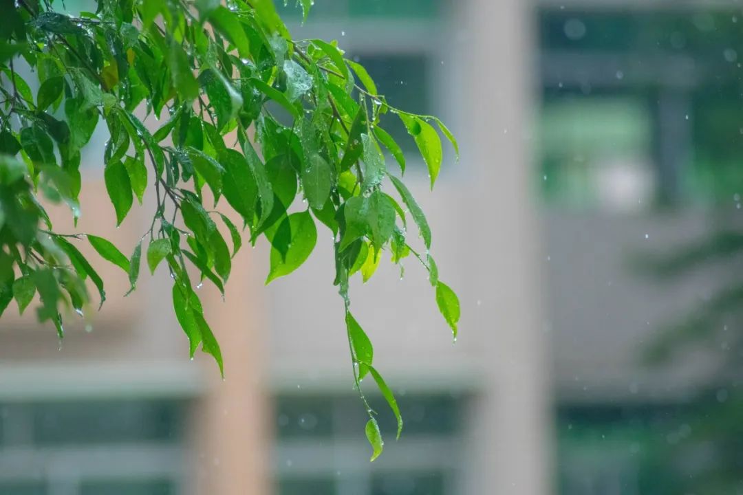 关于雨的诗句古诗（描写雨的古诗词欣赏）