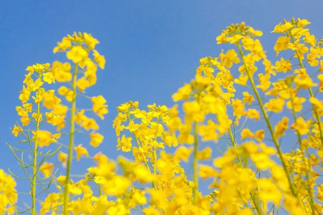 春的诗句大全飞花令（带春字的古诗全部）