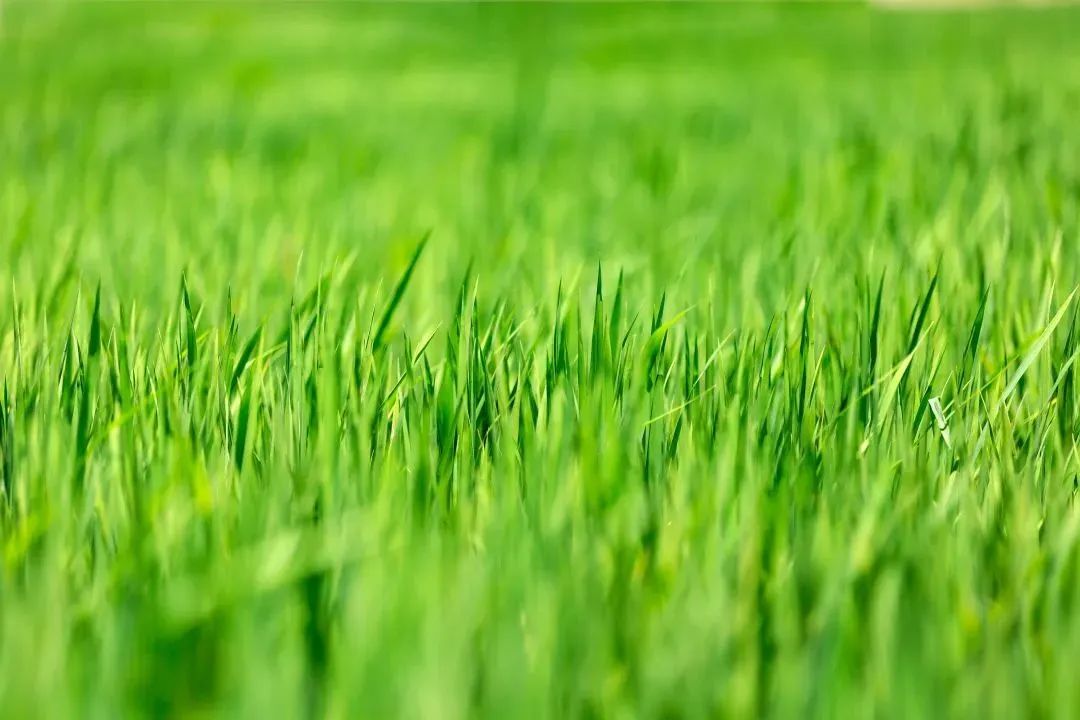 春的诗句大全飞花令（带春字的古诗全部）