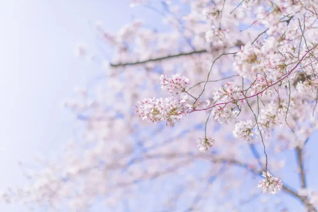 春的诗句大全飞花令（带春字的古诗全部）