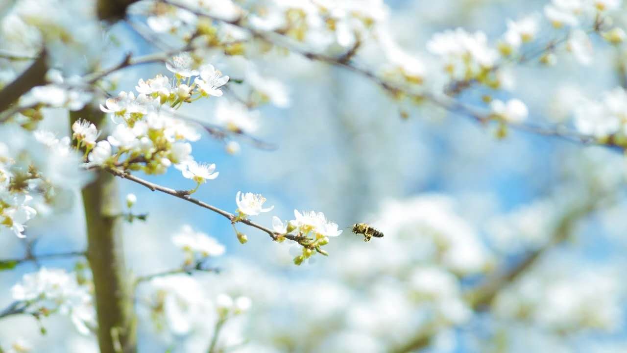 经典诗词大全（千古绝句最美励志古诗文鉴赏）
