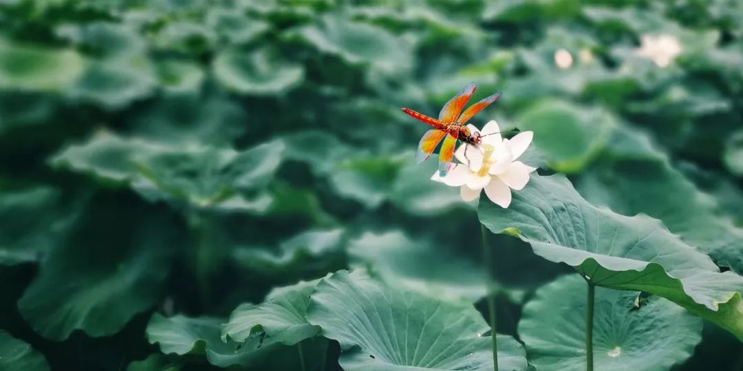 夏至古诗大全赏析（描写夏至节气的古诗）