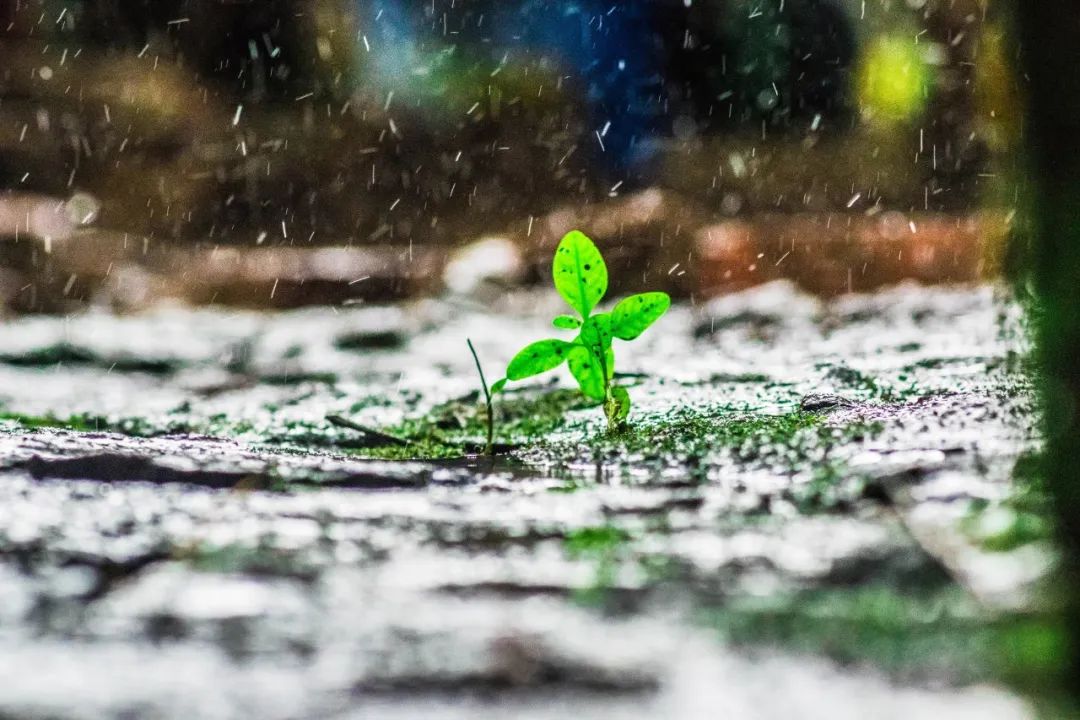 关于雨的诗句古诗（描写雨的古诗词欣赏）