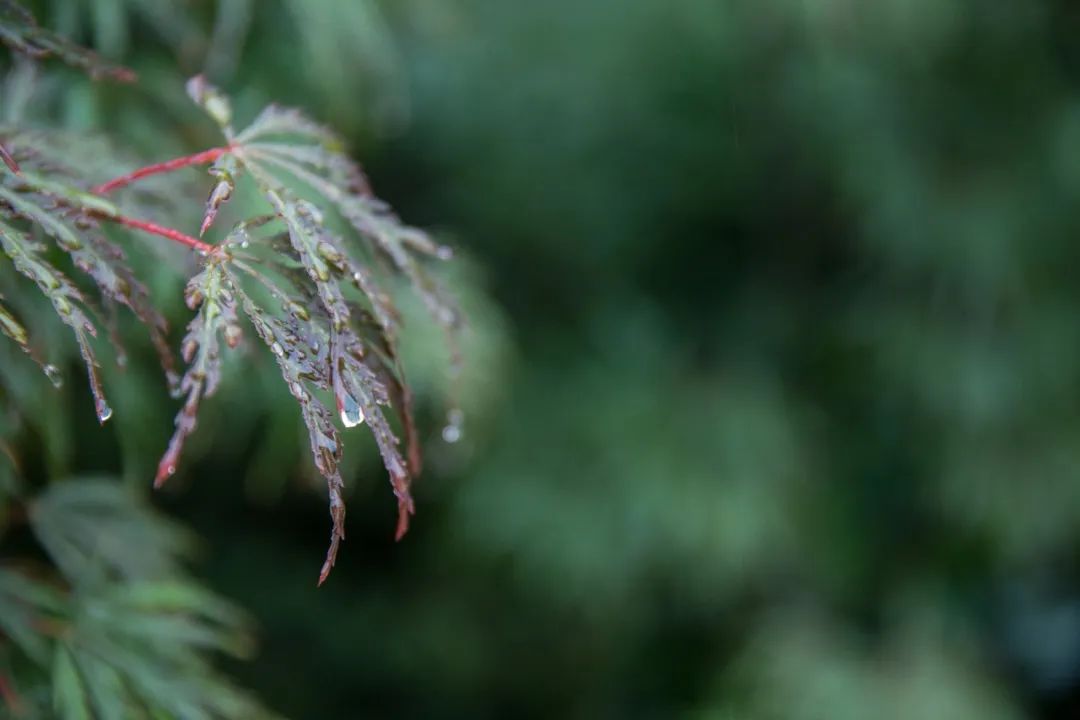 关于雨的诗句古诗（描写雨的古诗词欣赏）