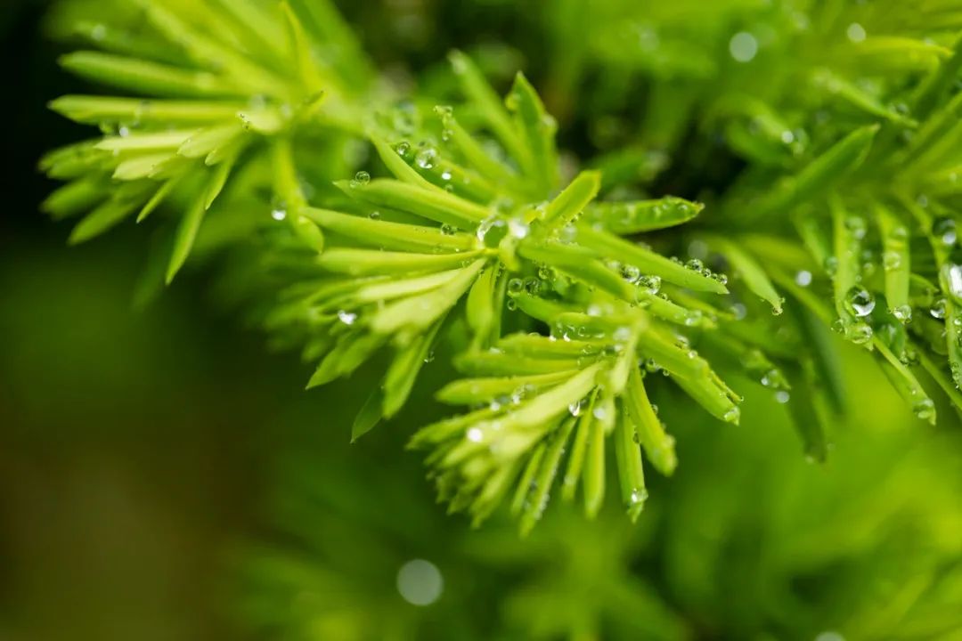 关于雨的诗句古诗（描写雨的古诗词欣赏）