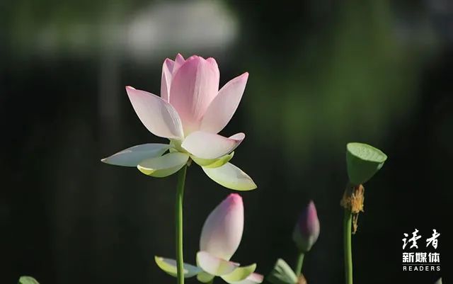 东邪西毒经典台词（东邪西毒里面的经典语录）