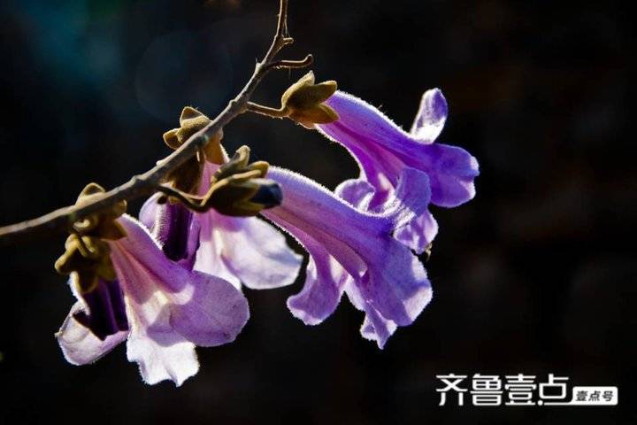 中国现当代散文鉴赏（散文简短优美句子摘抄加赏析）