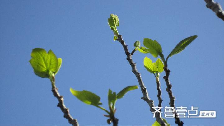 中国现当代散文鉴赏（散文简短优美句子摘抄加赏析）