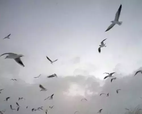 古代名诗名句大全（美到窒息的古典诗句鉴赏）