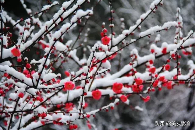 咏梅诗词精选赏析（著名梅花诗词赏析）