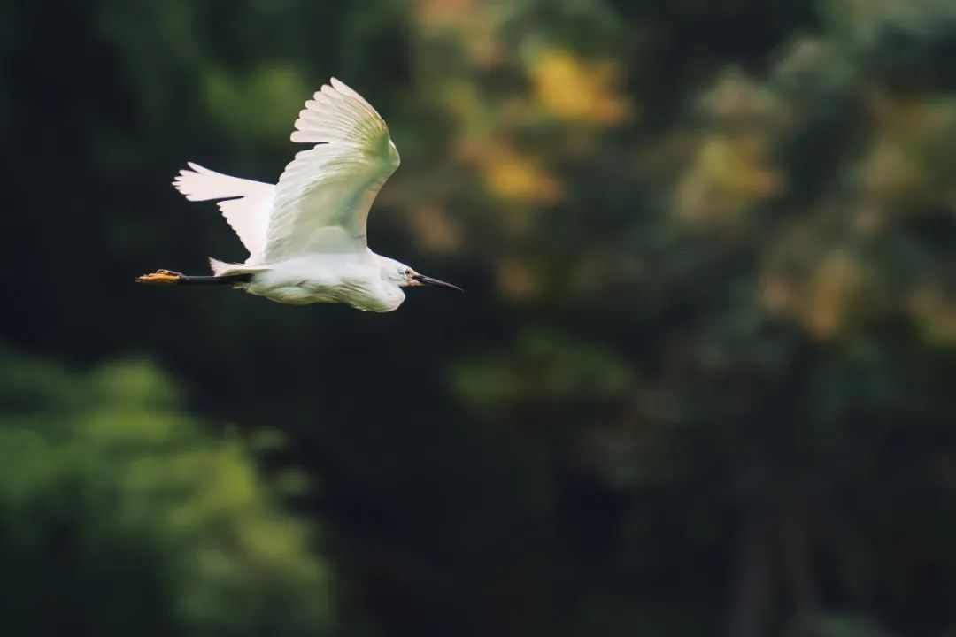 形容时光飞逝的成语（写时间飞逝的优美句子）