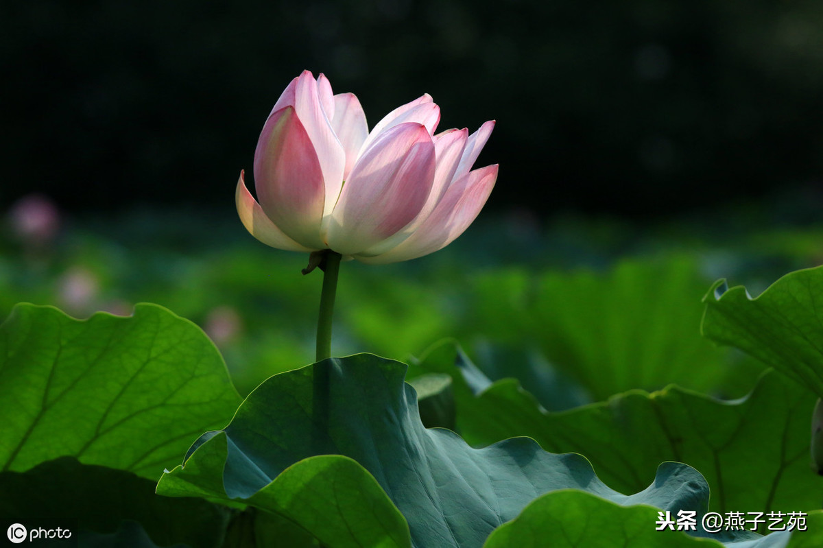 小暑诗句古诗大全（关于描写小暑的诗句）