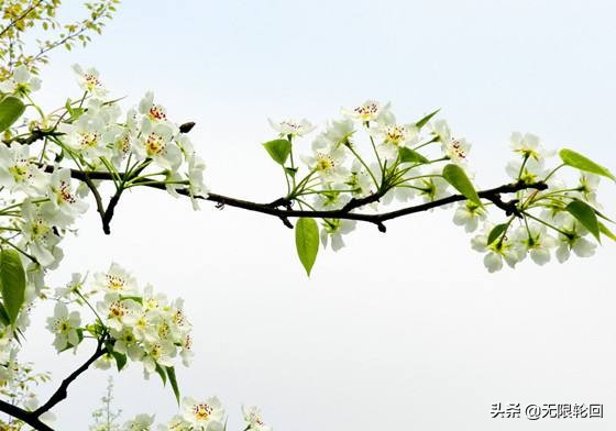 梨花诗歌大全分享（描写梨花的优美古诗）