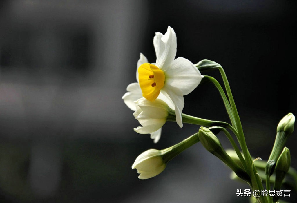 水仙花的诗歌有什么（描写水仙花的古诗）