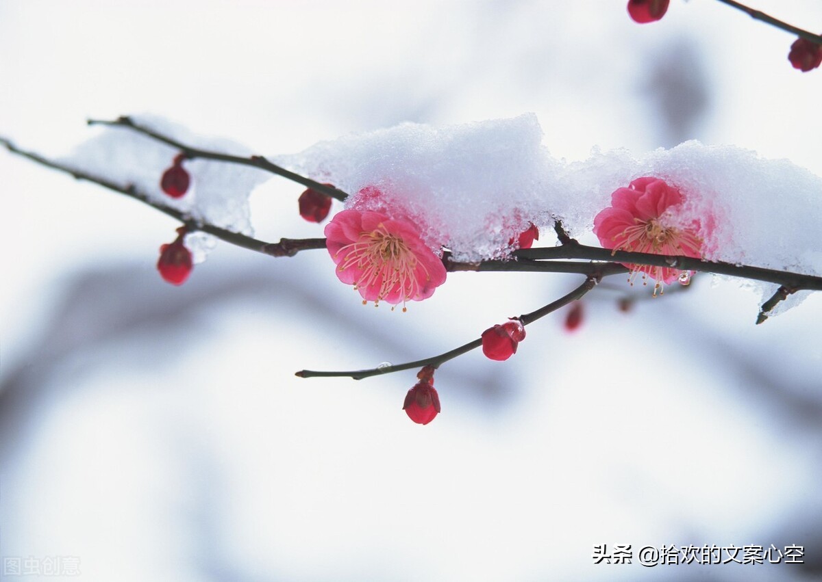 苍山负雪明烛天南赏析（登泰山记原文翻译）