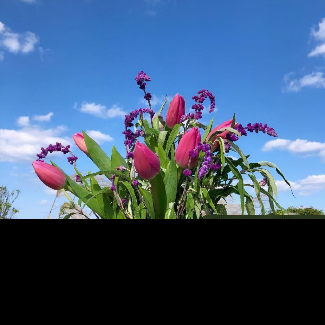 清晨的阳光唯美句子（一句简短的早晨句子）