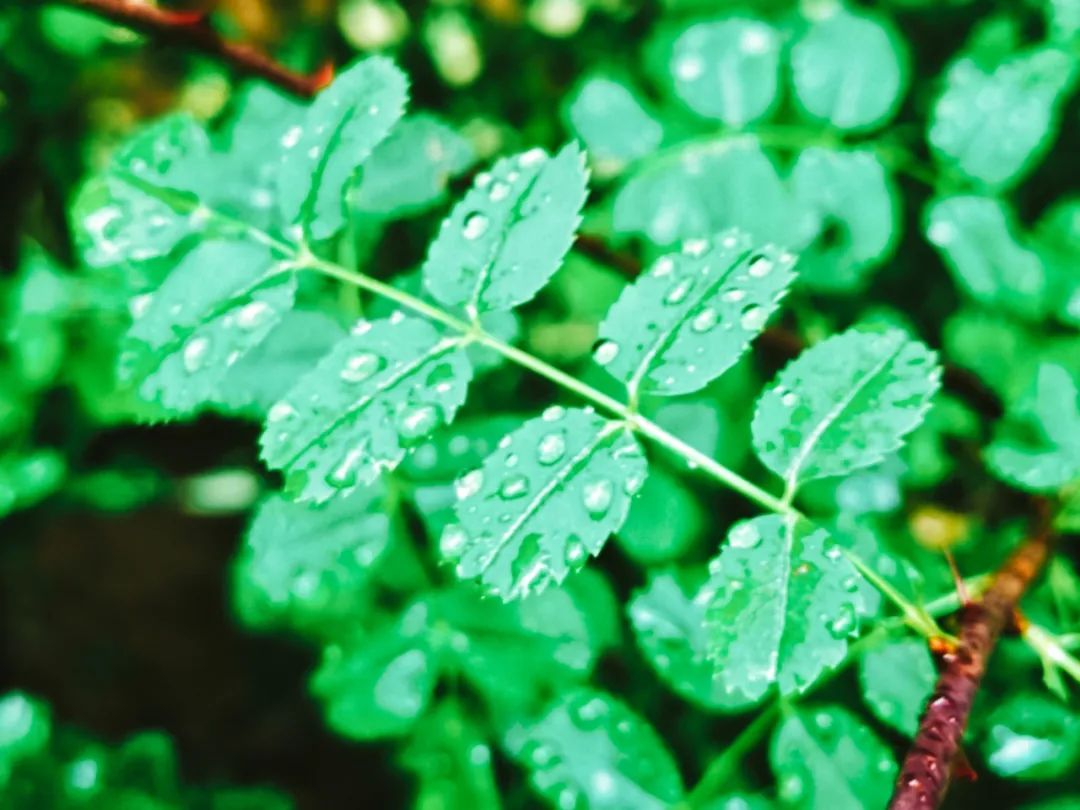 春雨的诗句有哪些（赞美春雨的古诗赏析）