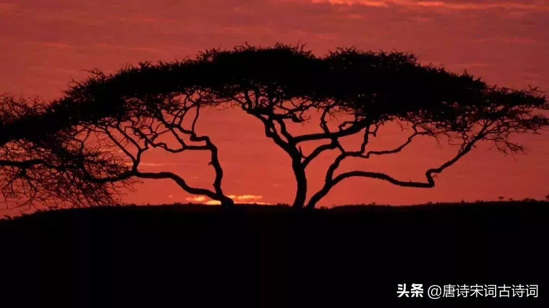 关于爱情的诗句唯美（表达爱意的古诗赏析）