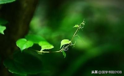 清静经全文及译文（清静经白话文解义）