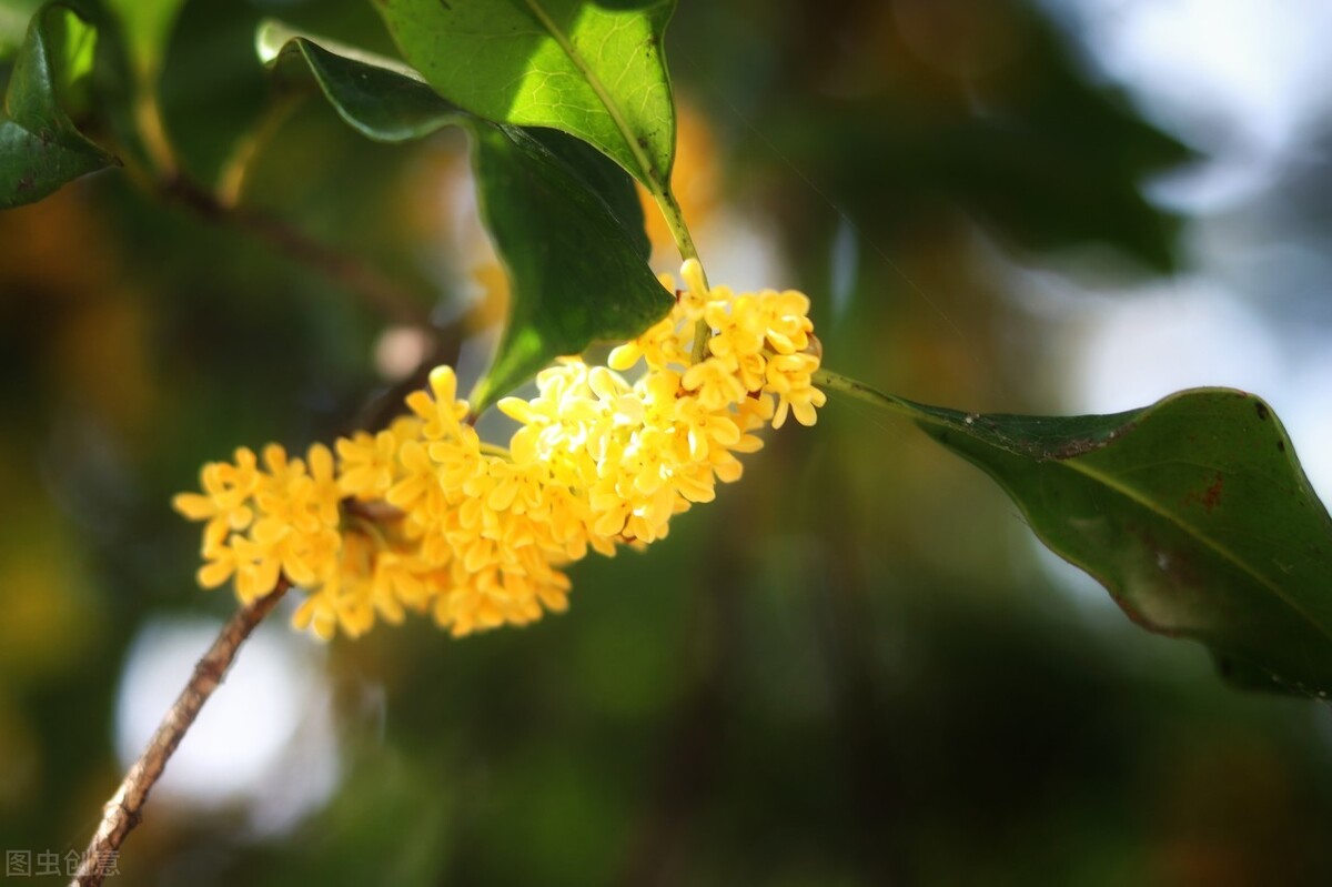 桂花香的诗句经典名句（桂花香的句子唯美短句）