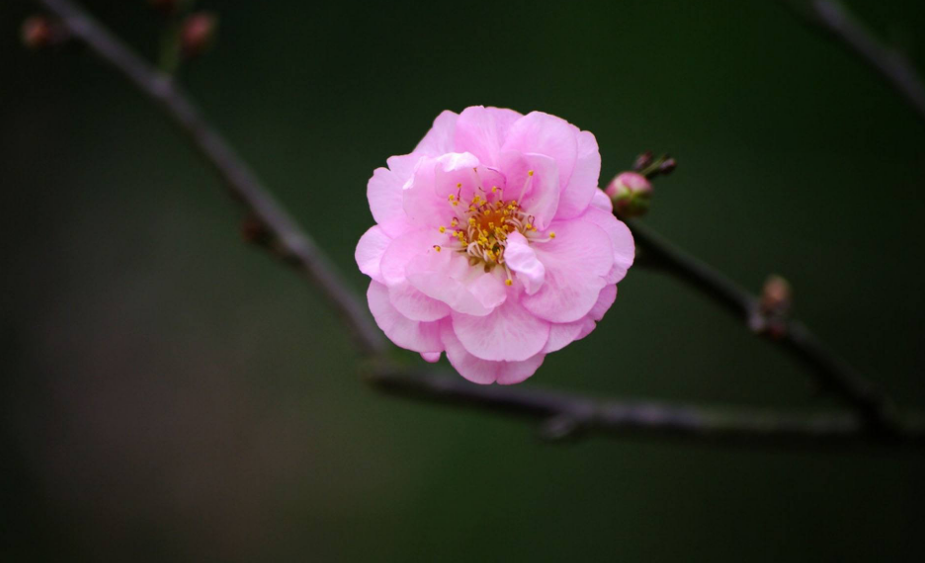 梅花诗词集锦大全（描写梅花的诗词名句）