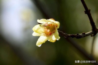 春朱自清原文及赏析（朱自清春语言赏析）
