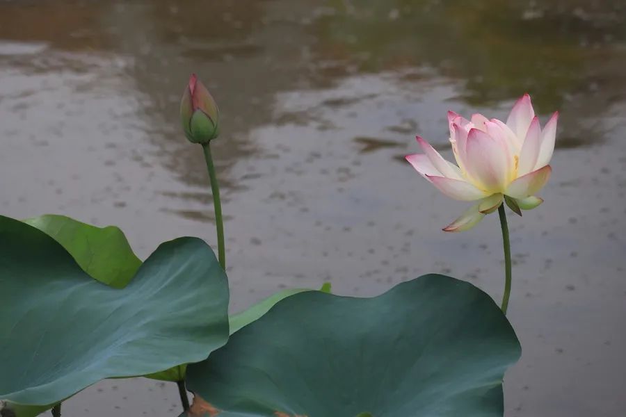 课文荷花主要内容（荷花三年级下册课文解析）