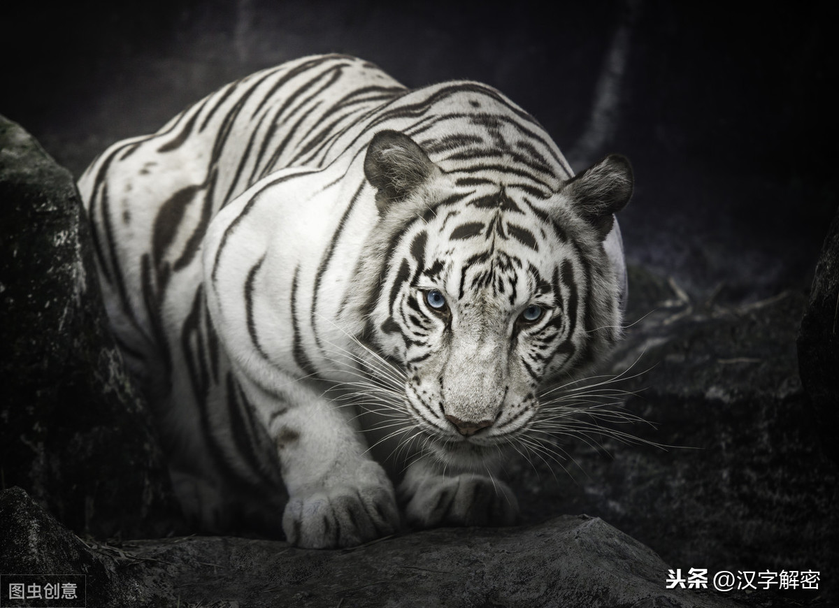 虎四字词语有哪些（形容老虎凶猛的四字成语）
