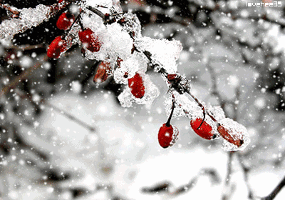 关于雪的诗词名句（雪的经典唯美诗句）