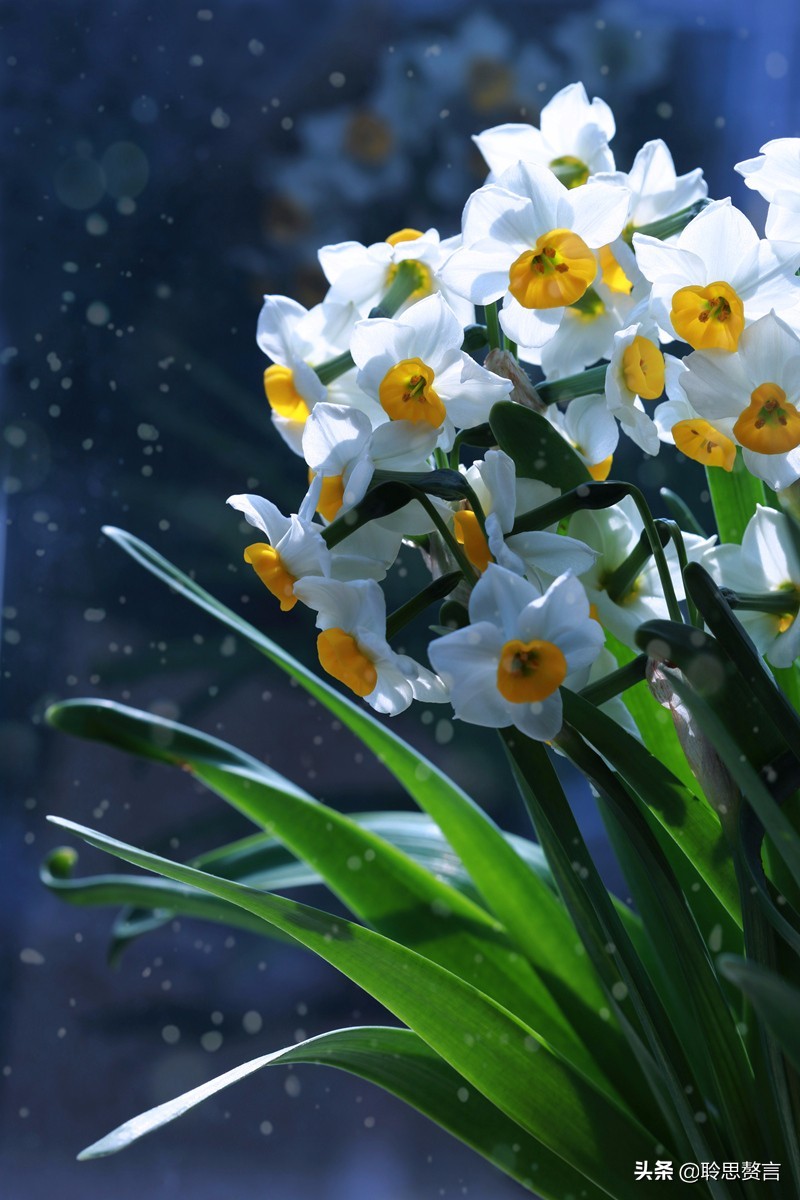 水仙花的诗歌有什么（描写水仙花的古诗）