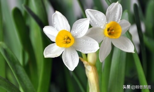 水仙花的诗歌有什么（描写水仙花的古诗）
