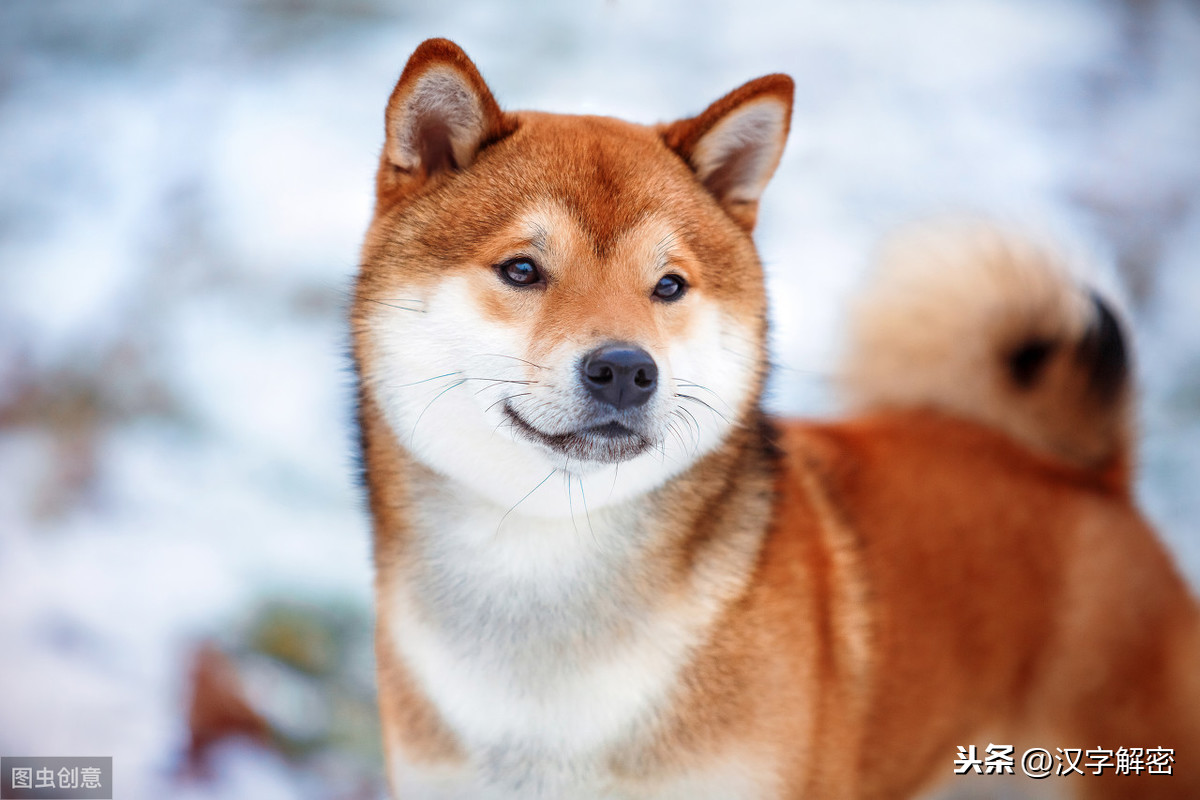 关于犬开头的成语（犬开头的词语大全欣赏）