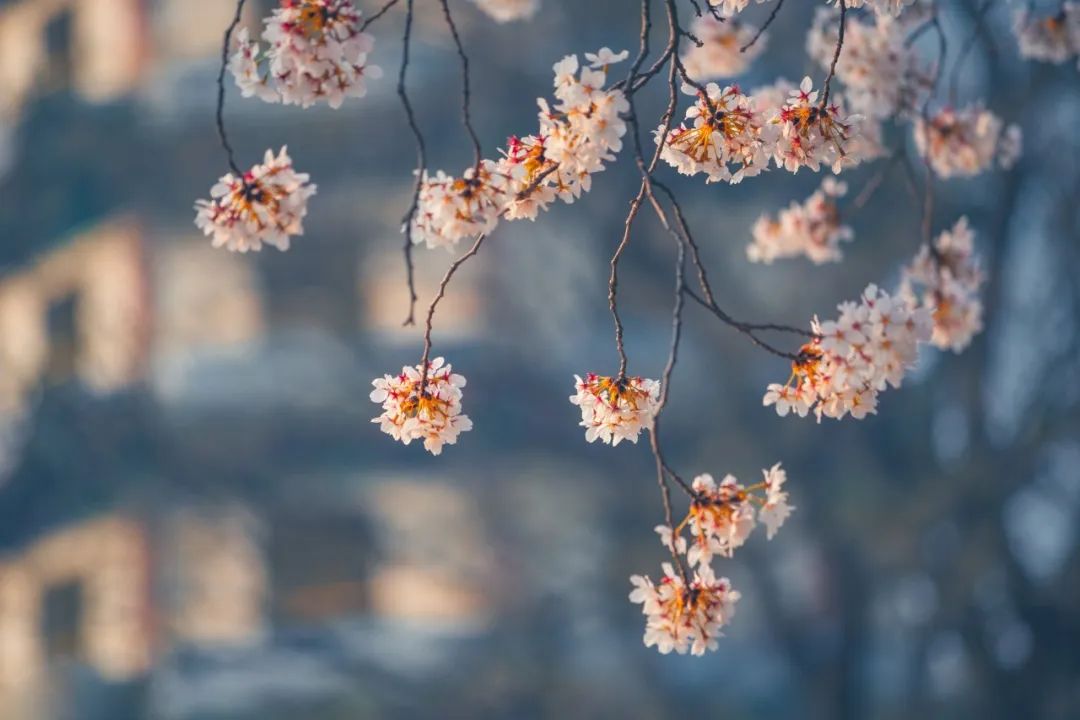 春景的诗句有哪些（古诗中描写春景的诗句）