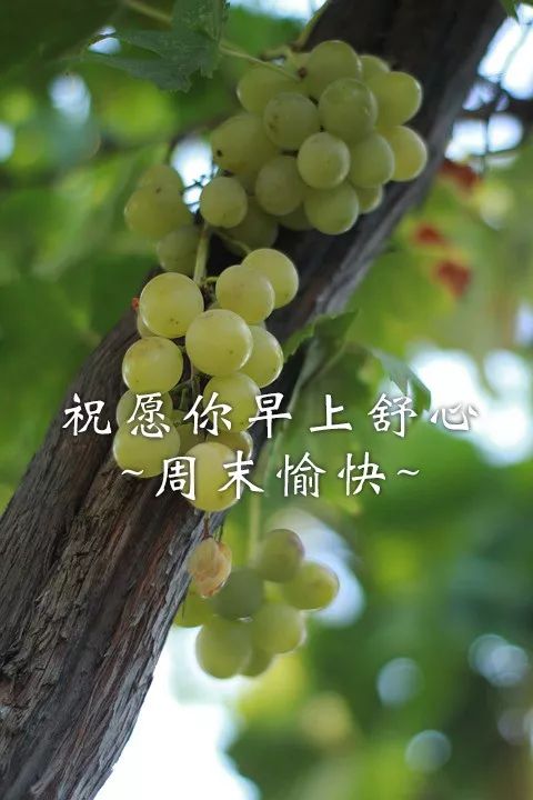 周末祝福短信大全（周末早安祝福语分享）