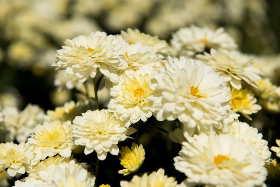 菊花的诗句古诗赏析（赞美菊花的诗句鉴赏）